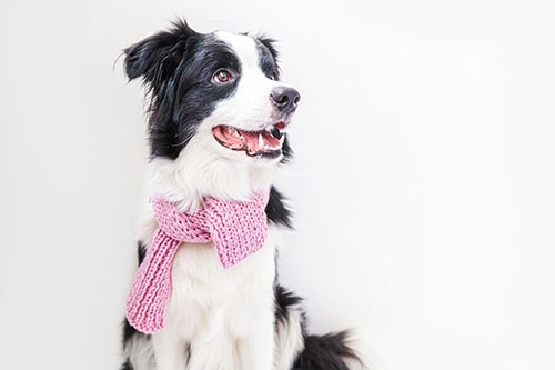 狗狗智商大比拼-邊境牧羊犬(Border Collie)